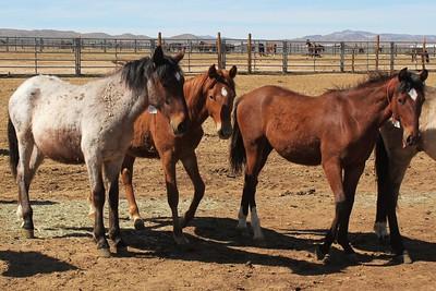 White and brown horses in a corral.