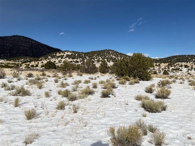 A photo of a landscape with small trees and grasses. 