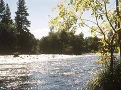 River with trees on the edge.