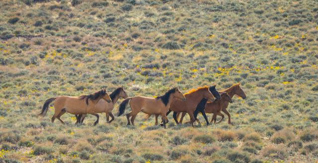 Horses running across the high desert