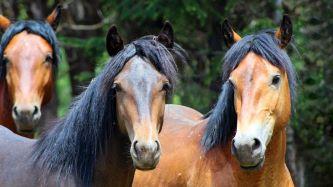 Three horses looking at camera