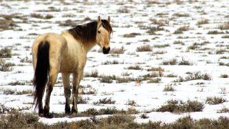 A horse standing on a snowy field