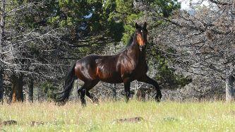 A wild horse on grass