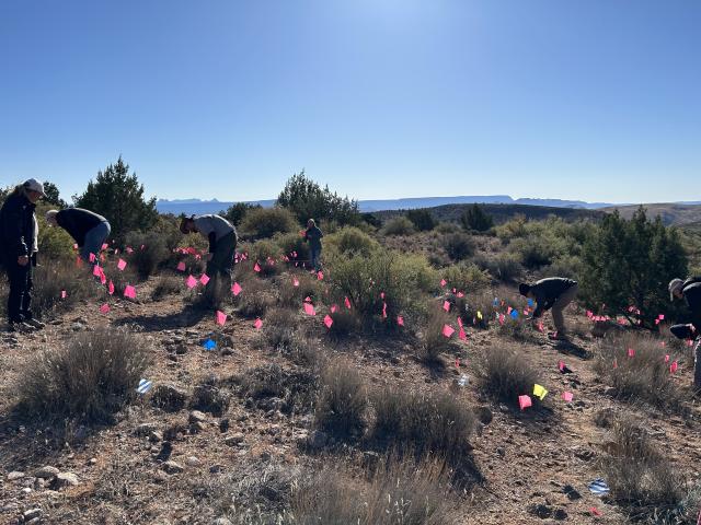 Organizers and volunteers marking surface artifacts at the site of China Town in the old mining town of Silver Reef, Utah.