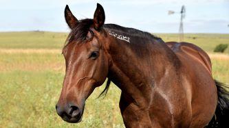 A wild horse with freeze mark