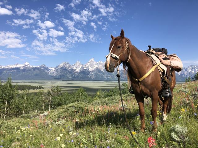 A horse in a field of flowers with a mountain landscape in the back