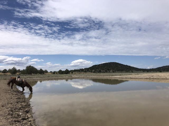 A horse drinking at a pond