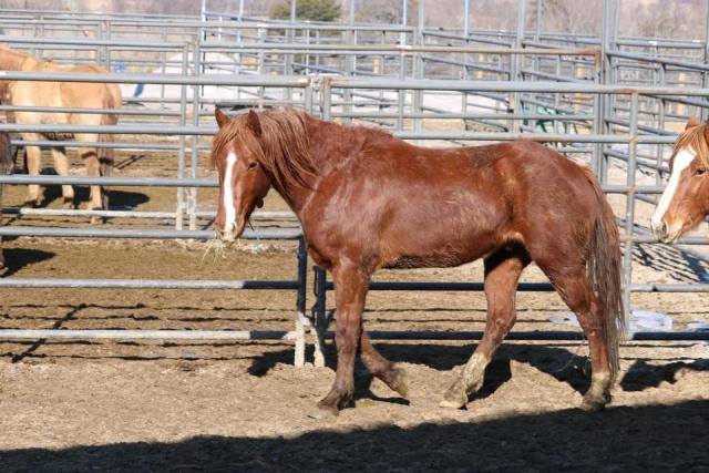 A horse in a corral