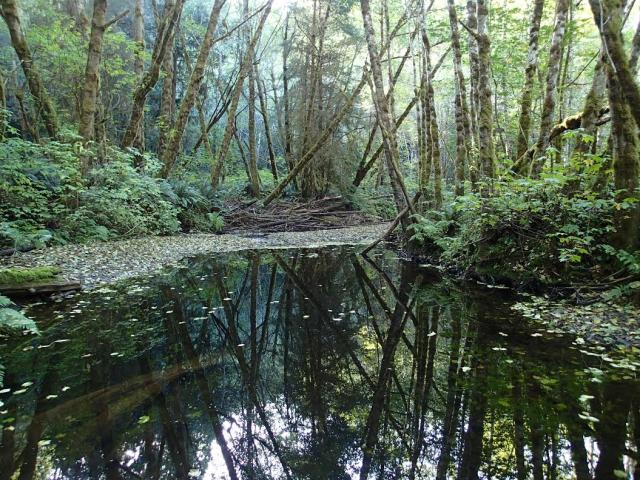 A small pond in Headwaters Reserve. Photo by Bob Wick, BLM.