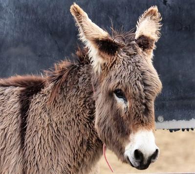 A brown, fuzzy burro