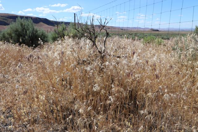 dry cheatgrass that has overtaken sagebrush habitat