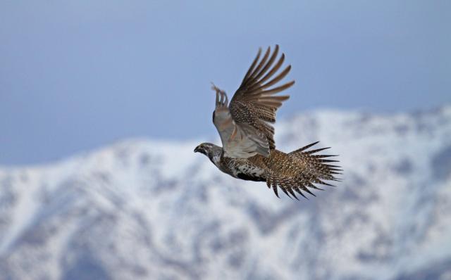 A greater sage-grouse in flight with snow-capped hills in the background