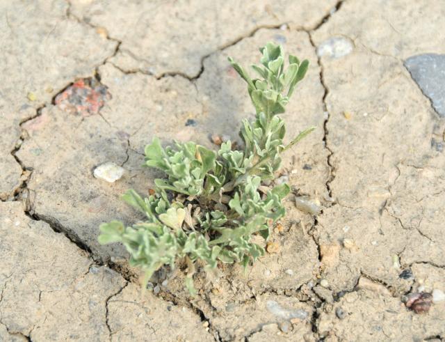 A sagebrush seedling in dry cracked ground