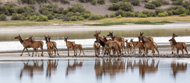 Herd of elk