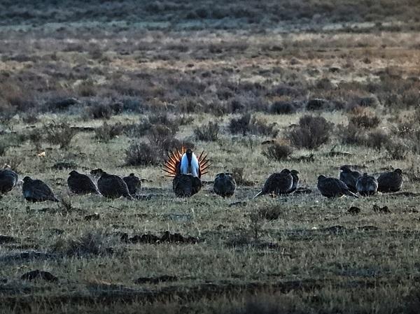 a sage-grouse lek in Idaho