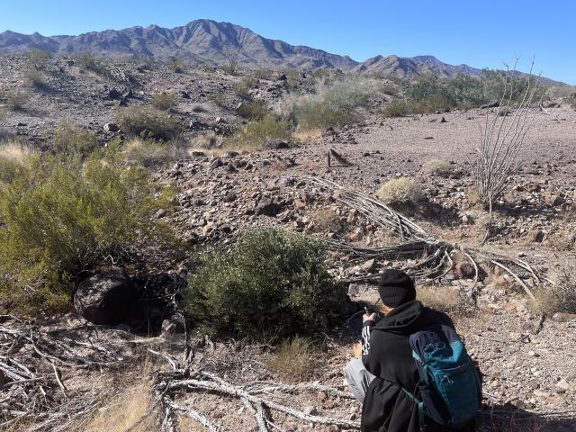 Desert tortoise enjoys burrow in the Chuckwalla Bench area