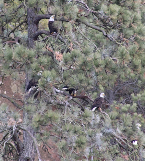 A group of eagles post up lake side, surveying the water for their next meal. (photo by Alexa Oyola)