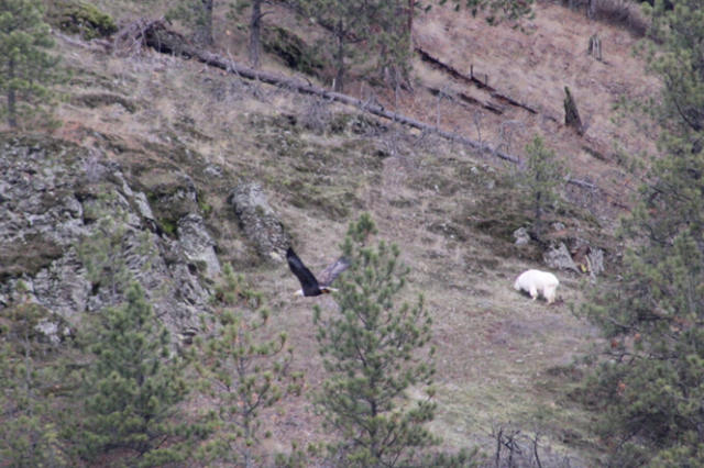 An eagle soars past a mountain goat, who has journeyed south from its normal range to enjoy some greener grasses. (photo by Alexa Oyola)