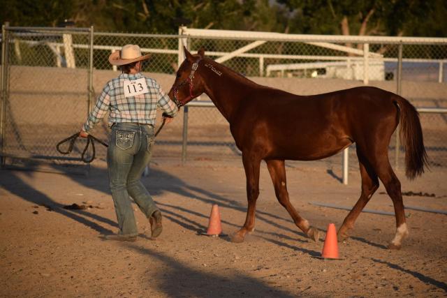 4-H member competing in a trail challenge with a nicely turned-out mustang and a clear view of the freezemark.  Photo credit: BLM