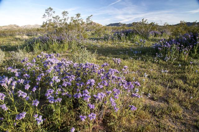 Purple flowers in the desert