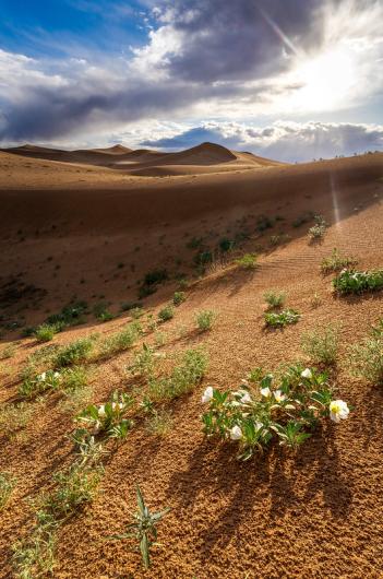 Desert primrose in the crevice of a dune