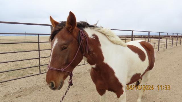 A red a white horse wearing halter with cloudy sky in background. 