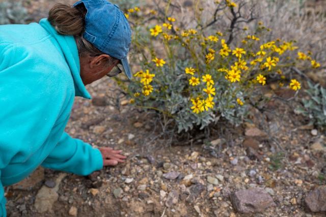 A woman examines a bright yellow flower