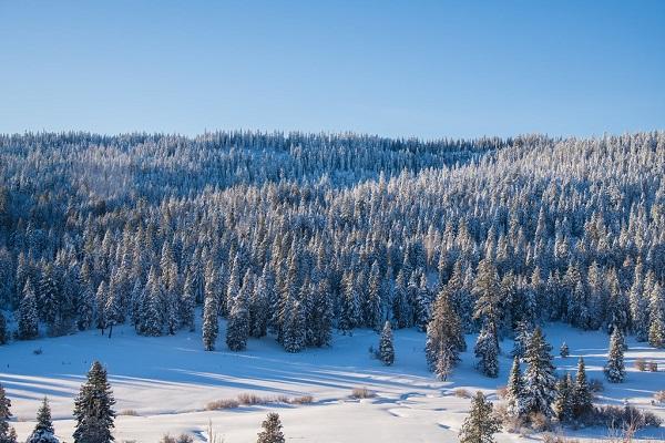 snowy landscape with fir trees on a mountainside