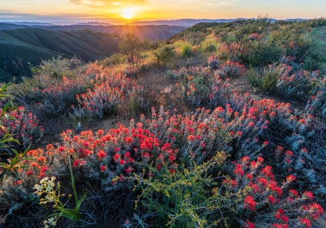 Red Flowers on a ridge at sunrise