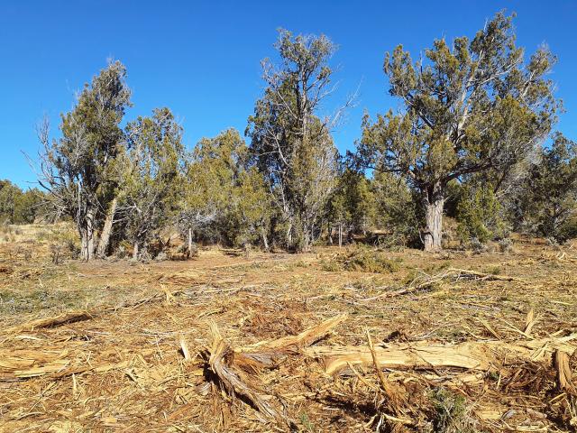 Within the project area, clusters of trees are left to benefit migratory birds such as pinion jays.