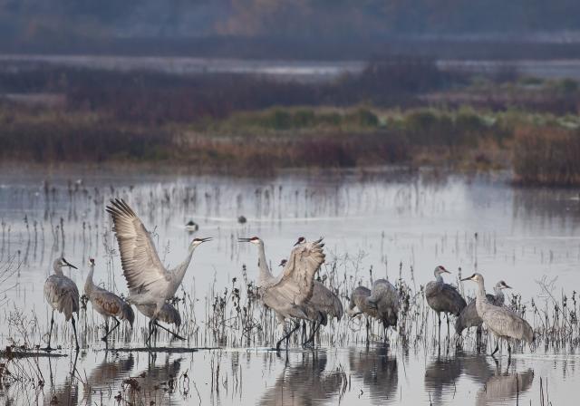 cranes dance in a river