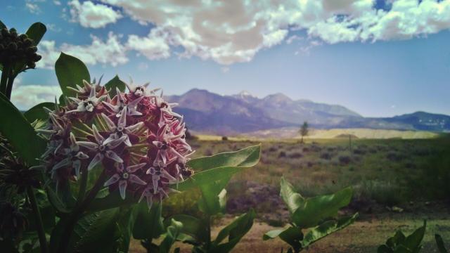 Milkweed with Henry Mountains in the distance.