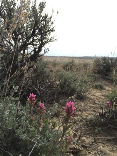 magenta paintbrush intermixed with multi-story sagebrush