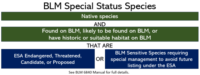 BLM Special Status Species are Native species and found on BLM, likely to be found on BLM lands or affected by BLM. They also must be one of the following:  Endangered Species Act Endangered, Threatened, Candidate, or Proposed; or BLM Sensitive Species requiring special management to avoid future listing under the Endangered Species