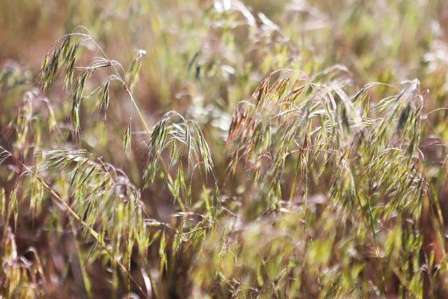 Closeup of strands of tall grass with long seeds in the sunlight. 