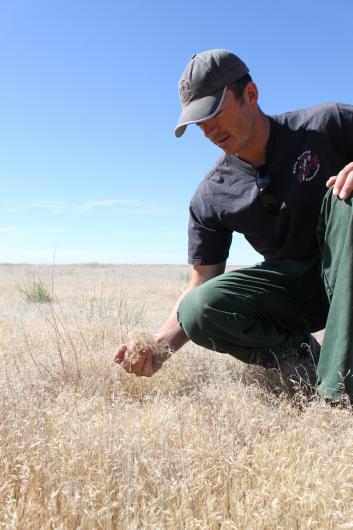 A man in a blue cap and shirt and green pants squats to examine a huge field of dead grass with long seeds. 