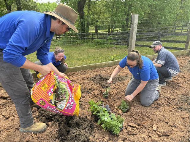 Meadowood SRMA staff are seen planting items in a community garden. 