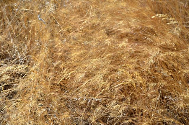 A mat of dead, dry grass with long, barbed seeds