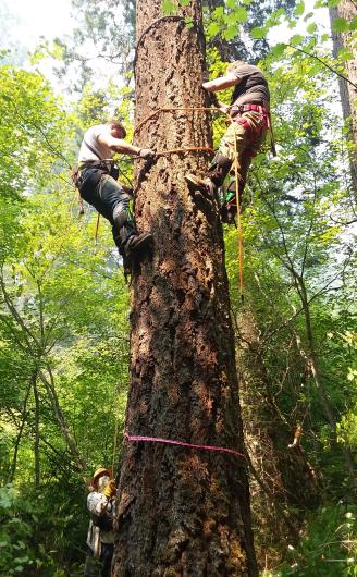 loggers prepare to cut a tree