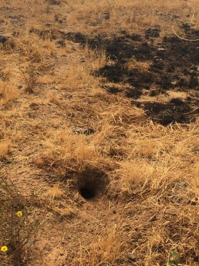 Stephens' Kangaroo Rat burrow in a field of dried grasses.