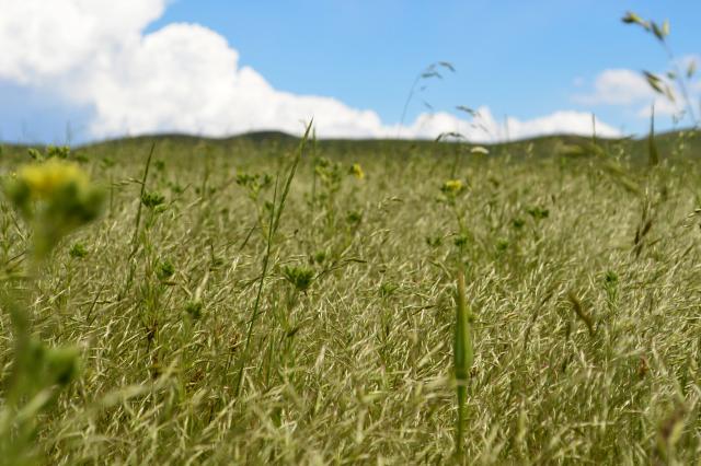 An open field covered as far as can be seen with tall grass with long seeds