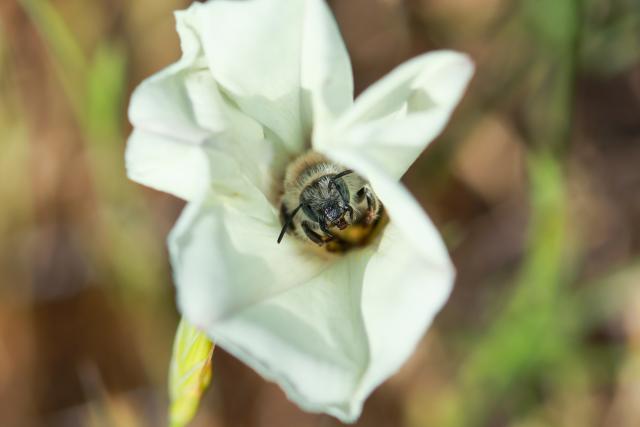 A white flower