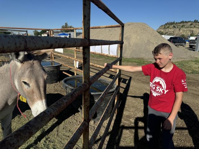 photo: boy in red shirt faces a burro through corral panel. 