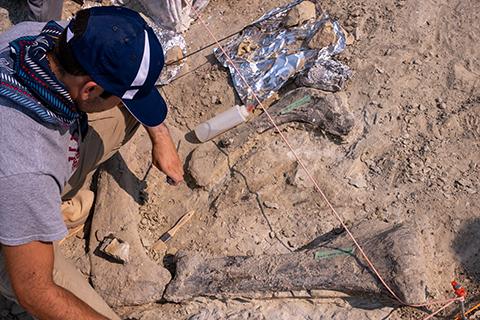 Photo of man in blue hat bent over a partially revealed dinosaur bone.