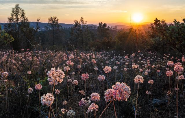 Pink white flowers open under a forest sunrise .