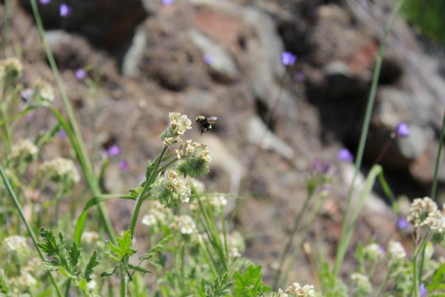 A bee on a white flower