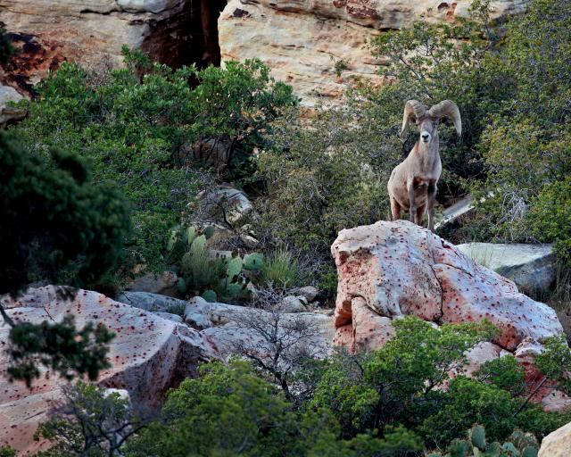 A bighorn sheep ram stands perched above a rock in a vegetated area