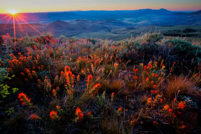 Bright red wildflowers cluster in a dense foreground to the twinkling sun behind layers of blue mountains