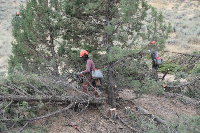 loggers cut branches of a juniper tree