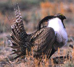 Gunnison sage-grouse male in profile